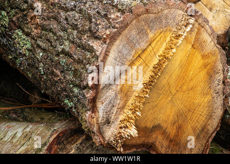 Winfrith und Tadnoll Naturschutzgebiet, Dorset, England gefällten Bäumen erwarten Sammlung auf der Heide Stockfoto