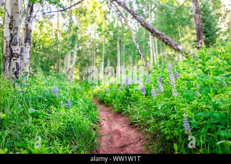 Grüne wald auf Sunnyside Trail in Aspen, Colorado in Woody Creek Nachbarschaft in Morgen früh 2019 Sommer mit lupinen Wildblumen und Schmutz der Straße p Stockfoto