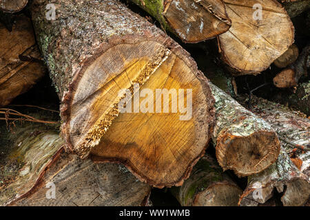 Winfrith und Tadnoll Naturschutzgebiet, Dorset, England gefällten Bäumen erwarten Sammlung auf der Heide Stockfoto