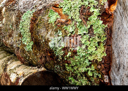 Winfrith und Tadnoll Naturschutzgebiet, Dorset, England gefällten Bäumen erwarten Sammlung auf der Heide Stockfoto