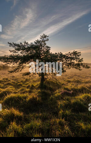 Winfrith und Tadnoll Naturschutzgebiet Dorset England ein einsamer Baum steht auf der Heide, gegen eine frühe Morgenhimmel Silhouette Stockfoto