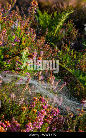 Winfrith und Tadnoll Naturschutzgebiet Dorset England Spinnweben nestle unter den Heide Heide im Morgenlicht Stockfoto