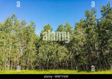 Waldrand auf Sunnyside Trail in Aspen, Colorado in Woody Creek Nachbarschaft Anfang 2019 Sommer mit Feld Stockfoto