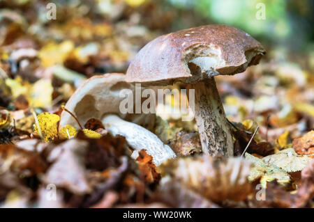 Zwei Steinpilze im Gras, essbare Pilze auf dem Boden Stockfoto