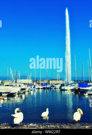 Wunderschöne Landschaft am Genfer See mit Jet d'Eau Springbrunnen und Schwäne im Hafen, schöne Attraktion von Genf, Schweiz Stockfoto