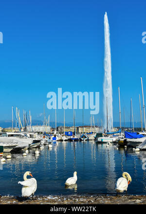 Wunderschöne Landschaft am Genfer See mit Jet d'Eau Springbrunnen und Schwäne im Hafen, schöne Attraktion von Genf, Schweiz Stockfoto