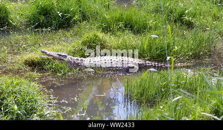 Madagaskar Krokodil, Crocodylus niloticus in einem Park in Madagaskar Stockfoto