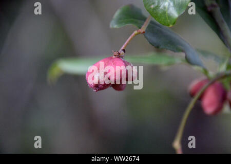 Euonymus europaeus 'Red Spindel Baum Früchte/Samen an RHS Garden Harlow Carr, Harrogate, Yorkshire Großbritannien Stockfotografie - Alamy