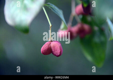 Euonymus europaeus 'Red Cascade' Spindel Baum dekorative Früchte/Samen an RHS Garden Harlow Carr, Harrogate, Yorkshire gewachsen. England, Großbritannien Stockfoto