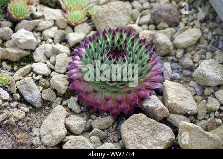 Calcareum Sempervivum (Hauswurz) sukkulente Pflanze in der Alpine House an RHS Garden Harlow Carr, Harrogate, Yorkshire gewachsen. England, UK. Stockfoto