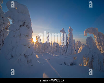 Fichten verdeckt im Schnee Ruka Peak Kuusamo Finnland Januar. Wenn Schnee Umhänge Fichten wie diese es als Krone Schnee bekannt ist und eine Last gesetzt Stockfoto