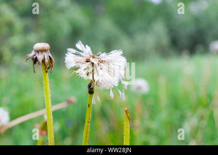 Makro Nahaufnahme des weißen flauschigen Löwenzahn mit Samen in nassen Tau regen Wassertropfen zeigen, Bokeh, Detail und Textur in Colorado Stockfoto