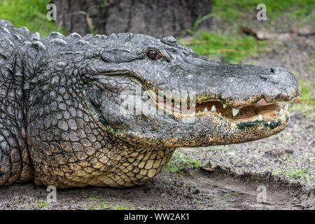 Eine amerikanische Alligator mit zeigte grinsend in Florida, USA Stockfoto