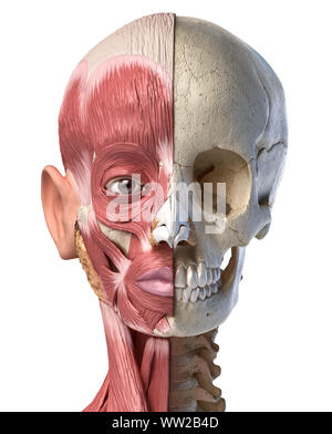 Die menschliche Anatomie 3d-Abbildung des Kopfes Muskeln auf der linken Seite und Schädel auf der rechten Seite. Anteriore Ansicht auf weißem Hintergrund. Stockfoto