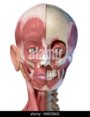 Die menschliche Anatomie 3d-Abbildung des Kopfes Muskeln voll auf der linken Seite und teilweise auf der rechten Seite. Anteriore Ansicht auf weißem Hintergrund. Stockfoto