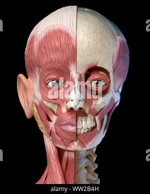 Die menschliche Anatomie 3d-Abbildung des Kopfes Muskeln voll auf der linken Seite und teilweise auf der rechten Seite. Anteriore Ansicht auf schwarzem Hintergrund. Stockfoto