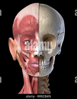 Die menschliche Anatomie 3d-Abbildung des Kopfes Muskeln auf der linken Seite und Schädel auf der rechten Seite. Anteriore Ansicht auf schwarzem Hintergrund. Stockfoto