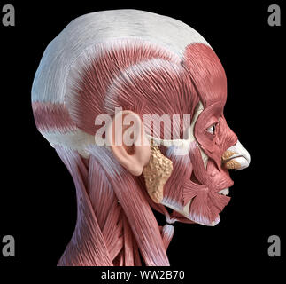 Menschlichen Kopf Anatomie 3d-Abbildung Muskulatur, seitlichen Blick auf schwarzem Hintergrund. Stockfoto