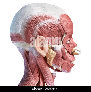 Menschlichen Kopf Anatomie 3d-Abbildung Muskulatur, seitlichen Blick auf weißem Hintergrund. Stockfoto
