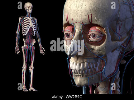 Die menschliche Anatomie Schädel in der Nähe vollständige Skelett- und Herz-Kreislauf-System. Auf schwarzem Hintergrund. Stockfoto