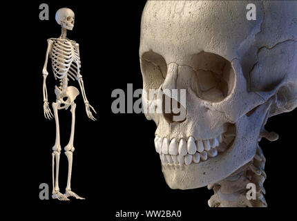 Die menschliche Anatomie 3d-Abbildung der Schädel und vollständige Skelett. Auf schwarzem Hintergrund. Stockfoto