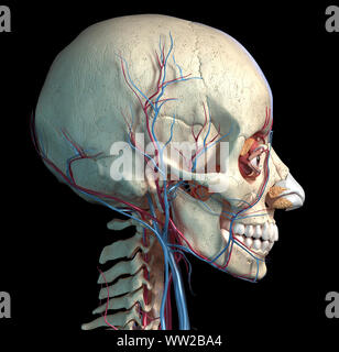 Der menschlichen Anatomie, Gefäßsystem der Kopf von einer Seite. Computer 3D Rendering Artwork. Auf schwarzem Hintergrund. Stockfoto