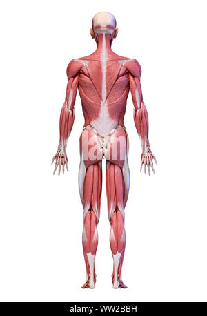 Die menschliche Anatomie 3D-Illustration, männliche Muskulatur Körper, zurück Blick auf weißem Hintergrund. Stockfoto