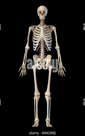 Die menschliche Anatomie full body männlichen Skelett. Vorderansicht auf schwarzen Hintergrund. 3D-Darstellung. Stockfoto
