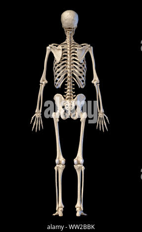 Der menschlichen Anatomie, Skelettsystem, vollständige Figur stehend, Rückansicht auf schwarzen Hintergrund. 3D-Darstellung. Stockfoto