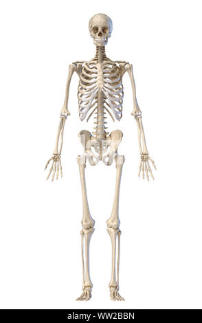 Der menschlichen Anatomie, Skelettsystem, vollständige Figur stehend, Vorderansicht auf weißem Hintergrund. 3D-Darstellung. Stockfoto
