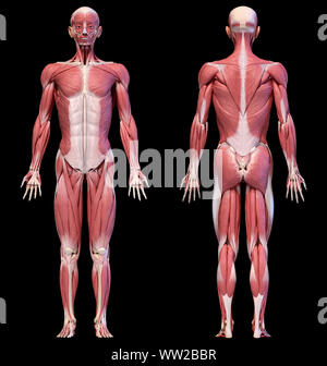 Die menschliche Anatomie 3D-Illustration, männliche Muskulatur Körper, Vorder- und Rückseite Blick auf schwarzem Hintergrund. Stockfoto