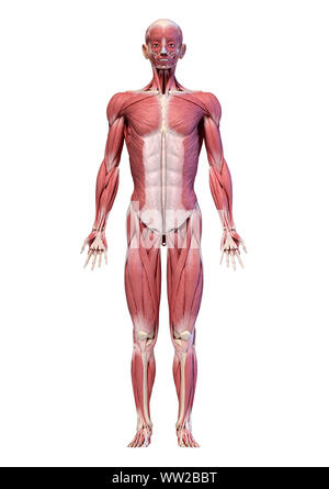 Die menschliche Anatomie 3D-Illustration, männliche Muskulatur Körper, frontale Ansicht. Auf weissem Hintergrund. Stockfoto