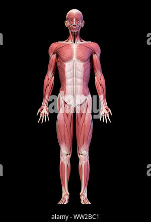 Die menschliche Anatomie 3D-Illustration, männliche Muskulatur Körper, frontale Ansicht. Auf schwarzem Hintergrund. Stockfoto