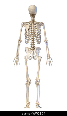 Der menschlichen Anatomie, Skelettsystem, vollständige Figur stehend, zurück Blick auf weißem Hintergrund. 3D-Darstellung. Stockfoto