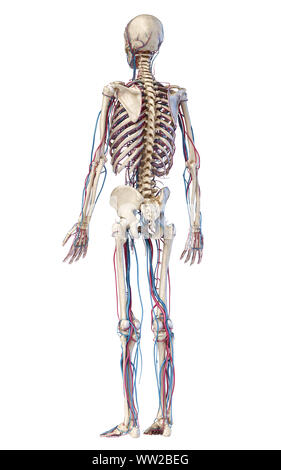 Menschliche Körper Anatomie. 3D-Darstellung von Knochen- und Herz-Kreislauf-System. Von hinten betrachtet. Auf weissem Hintergrund. Stockfoto