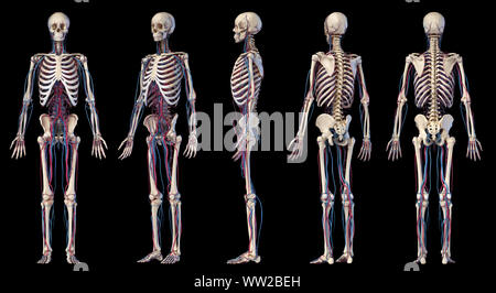 Menschliche Körper Anatomie. 3D-Darstellung von Knochen- und Herz-Kreislauf-System. Mehrere winkel Ansichten. Auf schwarzem Hintergrund. Stockfoto