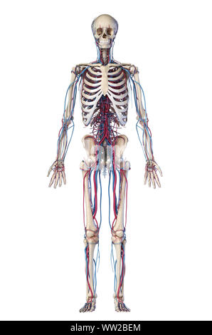 Menschliche Körper Anatomie. 3D-Darstellung von Knochen- und Herz-Kreislauf-System. Vorderansicht. Auf weissem Hintergrund. Stockfoto