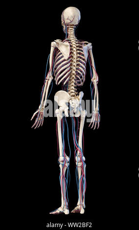 Menschliche Körper Anatomie. 3D-Darstellung von Knochen- und Herz-Kreislauf-System. Von hinten betrachtet. Auf schwarzem Hintergrund. Stockfoto