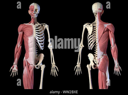 Die männliche Anatomie, 3/4 Abbildung Muskel- und Skeletterkrankungen Systemen für die Front- und Rückseite Blick auf schwarzem Hintergrund. 3D-Anatomie Illustration. Stockfoto