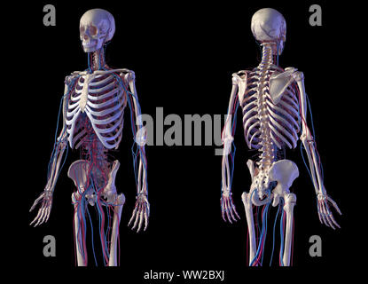 Menschliche Körper Anatomie. 3D-Darstellung von Knochen- und Herz-Kreislauf-System. Vorder- und Rückseite perspektivischen Ansichten. Auf schwarzem Hintergrund. Stockfoto