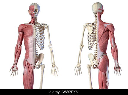 Die männliche Anatomie, 3/4 Abbildung Muskel- und Skeletterkrankungen Systemen für die Front- und Rückseite Blick auf weißem Hintergrund. 3D-Anatomie Illustration. Stockfoto
