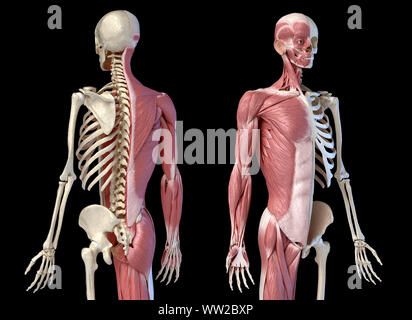 Die männliche Anatomie, 3/4 Abbildung Muskel- und Skeletterkrankungen Systeme, Vorder-und Rückseite Perspektive. auf schwarzem Hintergrund. 3D-Anatomie Illustration. Stockfoto