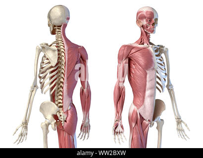 Die männliche Anatomie, 3/4 Abbildung Muskel- und Skeletterkrankungen Systeme, Vorder-und Rückseite Perspektive. auf weißem Hintergrund. 3D-Anatomie Stockfoto