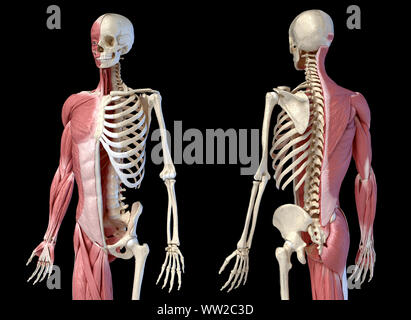Die männliche Anatomie, 3/4 Abbildung Muskel- und Skeletterkrankungen Systemen für die Front- und Rückseite Perspektive. auf schwarzem Hintergrund. 3D-Anatomie Illustration. Stockfoto
