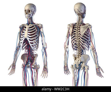 Menschliche Körper Anatomie. 3D-Darstellung von Knochen- und Herz-Kreislauf-System. Vorder- und Rückseite perspektivischen Ansichten. Auf weissem Hintergrund. Stockfoto