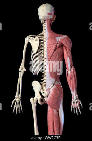 Die männliche Anatomie, 3/4 Abbildung Muskel- und Skeletterkrankungen Systeme, Rückansicht auf schwarzen Hintergrund. 3D-Anatomie Illustration. Stockfoto