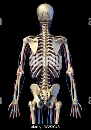 Menschliche Körper Anatomie. 3d-Abbildung: 3/4 Skelett- und Herz-Kreislauf-System. Von der Rückseite aus gesehen. Auf schwarzem Hintergrund. Stockfoto