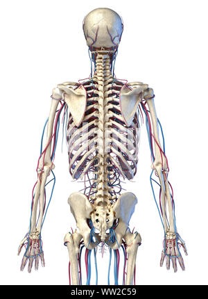 Menschliche Körper Anatomie. 3d-Abbildung: 3/4 Skelett- und Herz-Kreislauf-System. Von der Rückseite aus gesehen. Auf weissem Hintergrund. Stockfoto