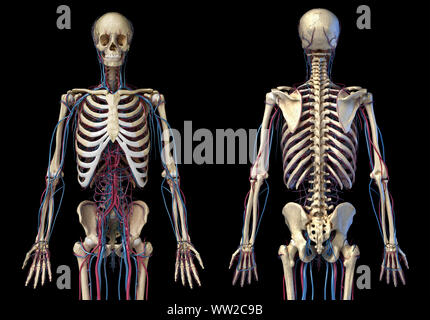 Menschliche Körper Anatomie. 3d-Abbildung: 3/4 Skelett- und Herz-Kreislauf-System. Von vorne und von hinten gesehen. Auf schwarzem Hintergrund. 3d Illistration. Stockfoto