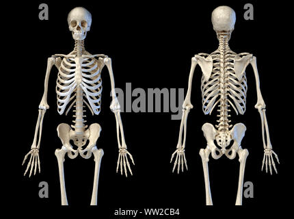 Die menschliche Anatomie 3/4 Körper männlichen Skelett. Vorder- und Rückansicht auf weißem Hintergrund. 3D-Darstellung. Stockfoto